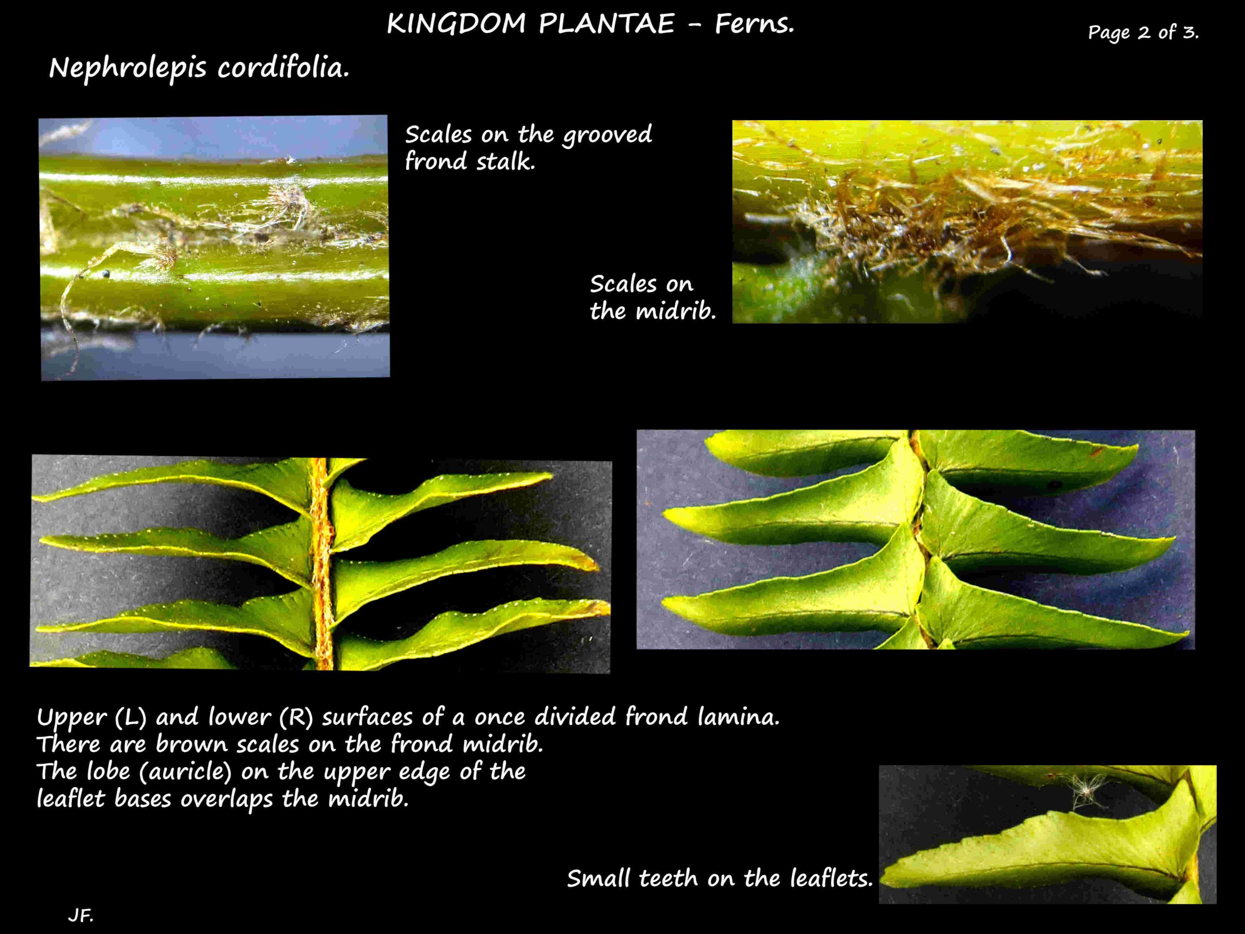 2 Nephrolepsis cordifolia leaflets